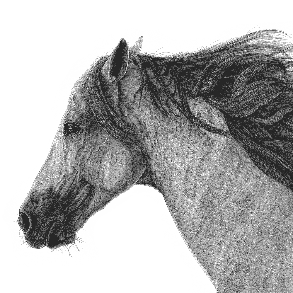 Drawing of Andalusian Horse by artist Jacob Light