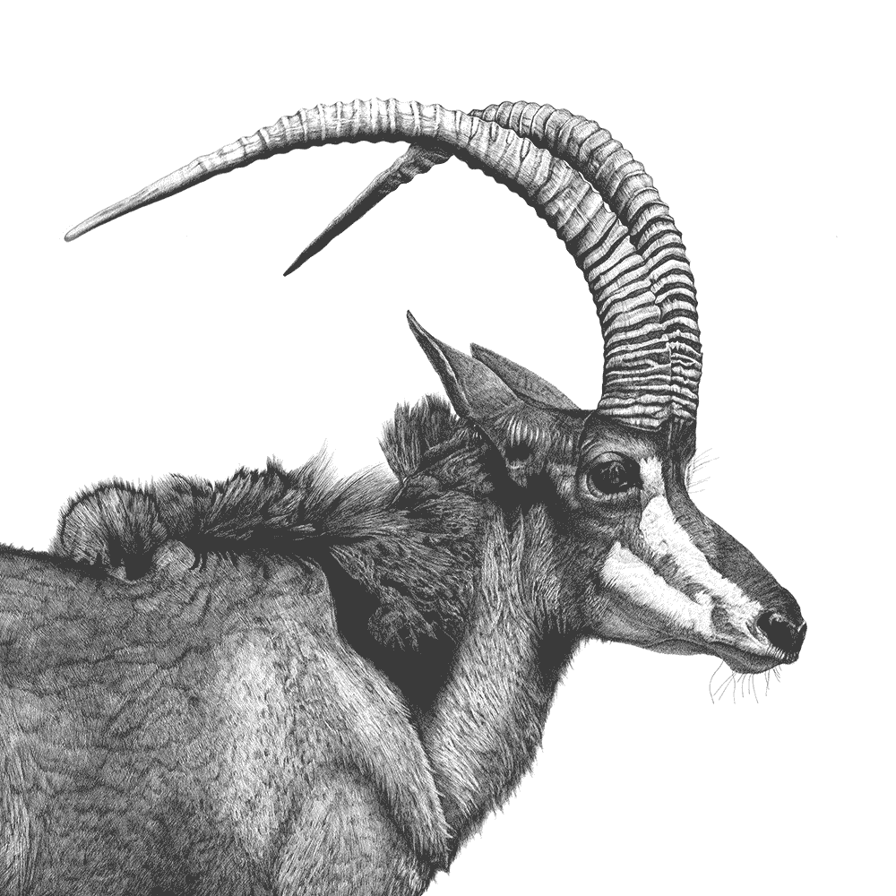 Fine art drawing of head and shoulders of giant sable antelope 