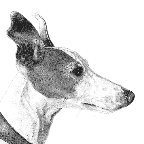 Drawing of Syd the Whippet's head