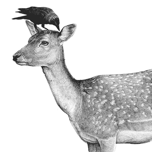 Drawing of deer with rook on head assitistng with parasites